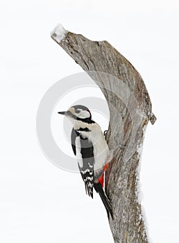 Great spotted woodpecker