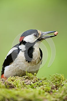 Great Spotted Woodpecker