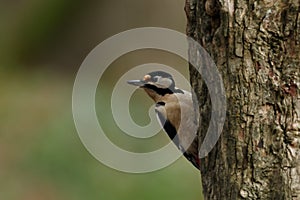 Great-spotted woodpecker