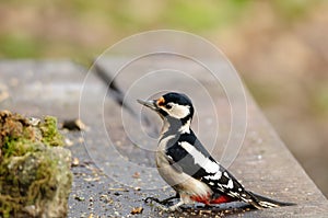 Great-spotted woodpecker