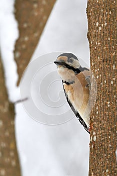 Great Spotted Woodpecker