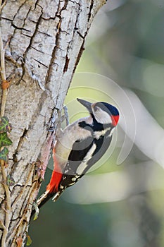 Great spotted woodpecker