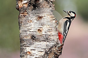 Great spotted Woodpecker