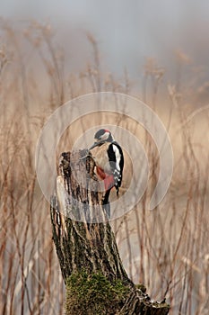 Great Spotted Woodpecker