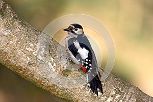 Great spotted woodpecker