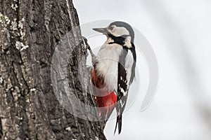 Great spotted woodpecker