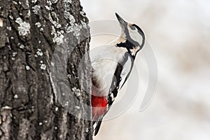 Great spotted woodpecker