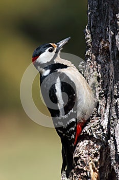 The great spotted woodpecker