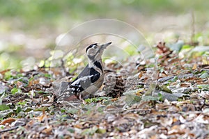 Great Spotted Woodpecker bird