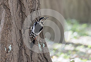 Great Spotted Woodpecker bird