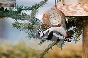 Great spotted woodpecker bird in black, white, crimson red patch