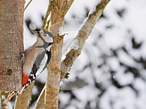 Great spotted woodpecker bird in black, white, crimson red patch