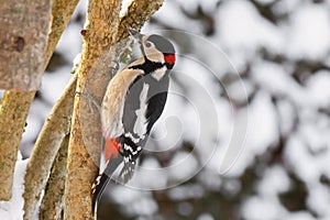 Great spotted woodpecker bird in black, white, red with snow covering beak perching on tree , winter in Austria