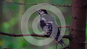 Great Spotted Woodpecker Bird Dendrocopos major Perching on Tree Branch in Forest