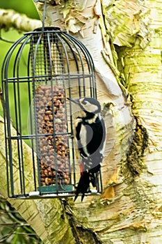 Great spotted woodpecker on Bird Feeder