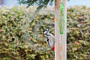Great spotted woodpecker bird hanging on wooden pool with meshed photo