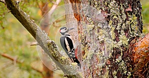 Great spotted woodpecker bird on a tree looking for food. Great spotted woodpecker Dendrocopos major is a medium-sized