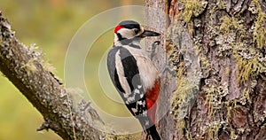 Great spotted woodpecker bird on a tree looking for food. Great spotted woodpecker (Dendrocopos major) is a medium-sized