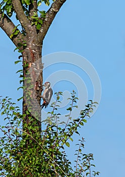 Great spotted woodpecker. Bird on a tree woodpecker. Bird in nature