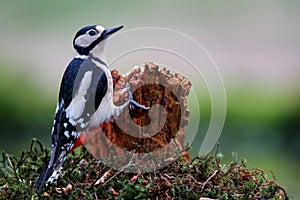 Great spotted woodpecket the Netherlands photo