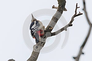 Great Spotted Woodpecker on branch Dendrocopos major