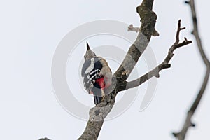 Great Spotted Woodpecker on branch Dendrocopos major