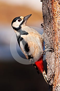 Great spotted woodpecker climbing a tree illuminated by sun in vertical composition