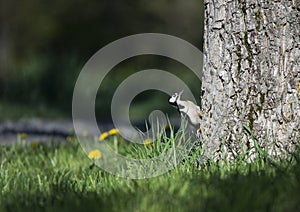 Great spotted woodpecker on a walnut tree