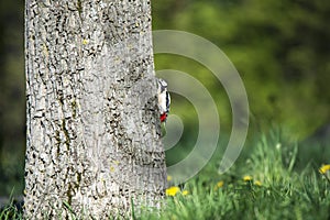 Great spotted woodpecker climbing up a tree