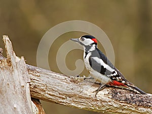 Great Spotted Woodpecker (Dendrocopos m