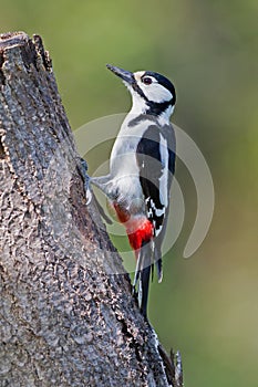 Great Spotted Woodpecker (Dendrocopos m