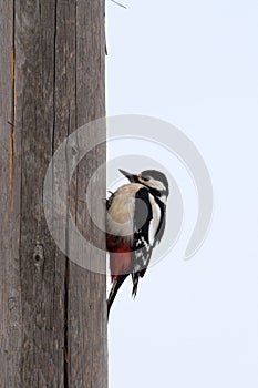 Great spotted woodpecker Dendrocopos major