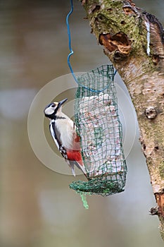 Great spotted woodpecker - Dendrocopos major