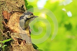 Great Spotted Woodpecker (Dendrocopos major)