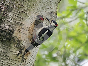 Great-spotted woodpecker, Dendrocopos major