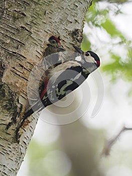 Great-spotted woodpecker, Dendrocopos major