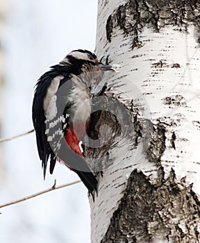 Great spotted woodpecker (Dendrocopos major).