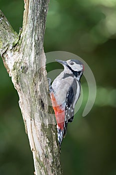 The Great Spotted Woodpecker, Dendrocopos major