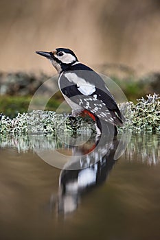 The Great Spotted Woodpecker, Dendrocopos major