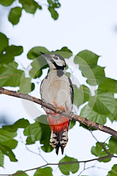 Great spotted woodpecker (Dendrocopos major).