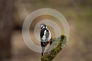 Great Spotted Woodpecker, Dendrocopos major,