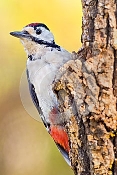 Great Spotted Woodpecker, Dendrocopos major