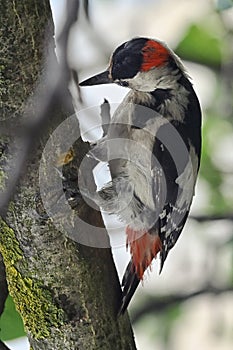 Great Spotted Woodpecker, Dendrocopos Major
