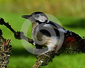 A Great Spotted Woodpecker, Dendrocopos major