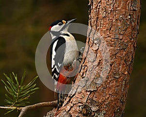 A Great Spotted Woodpecker, Dendrocopos major