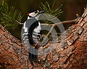 A Great Spotted Woodpecker, Dendrocopos major