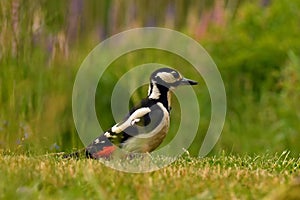 A Great Spotted Woodpecker, Dendrocopos major