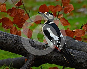 A Great Spotted Woodpecker, Dendrocopos major