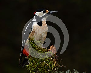 A Great Spotted Woodpecker, Dendrocopos major