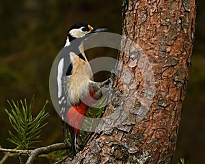 A Great Spotted Woodpecker, Dendrocopos major